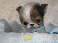 EKK Pickles Laying the Chihuahua Reborn Vinyl Doll Kit by Cindy Musgrove 8"