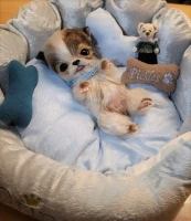 EKK Pickles Laying the Chihuahua Reborn Vinyl Doll Kit by Cindy Musgrove 8"