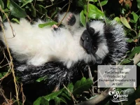 EKK Hans Reborn Vinyl Hedgehog Doll Kit by Marjoline Barge 10"