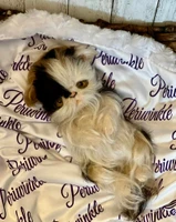 EKK Periwinkle the Kitten Laying Reborn Vinyl Doll Kit by Cindy Musgrove 8"