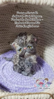 EKK Periwinkle the Kitten Sitting Reborn Vinyl Doll Kit by Cindy Musgrove 6"