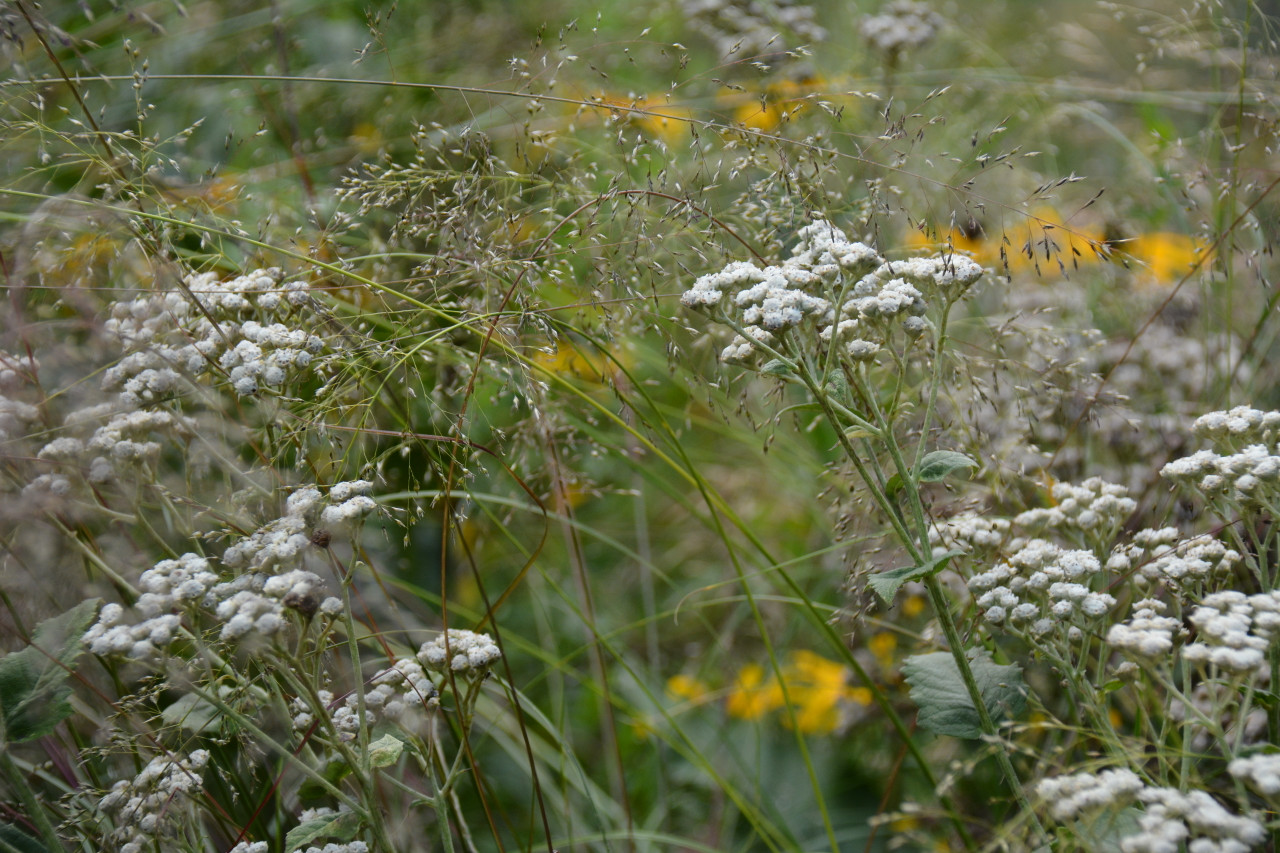 Native Perennials - Page 4 - ThePollenNation