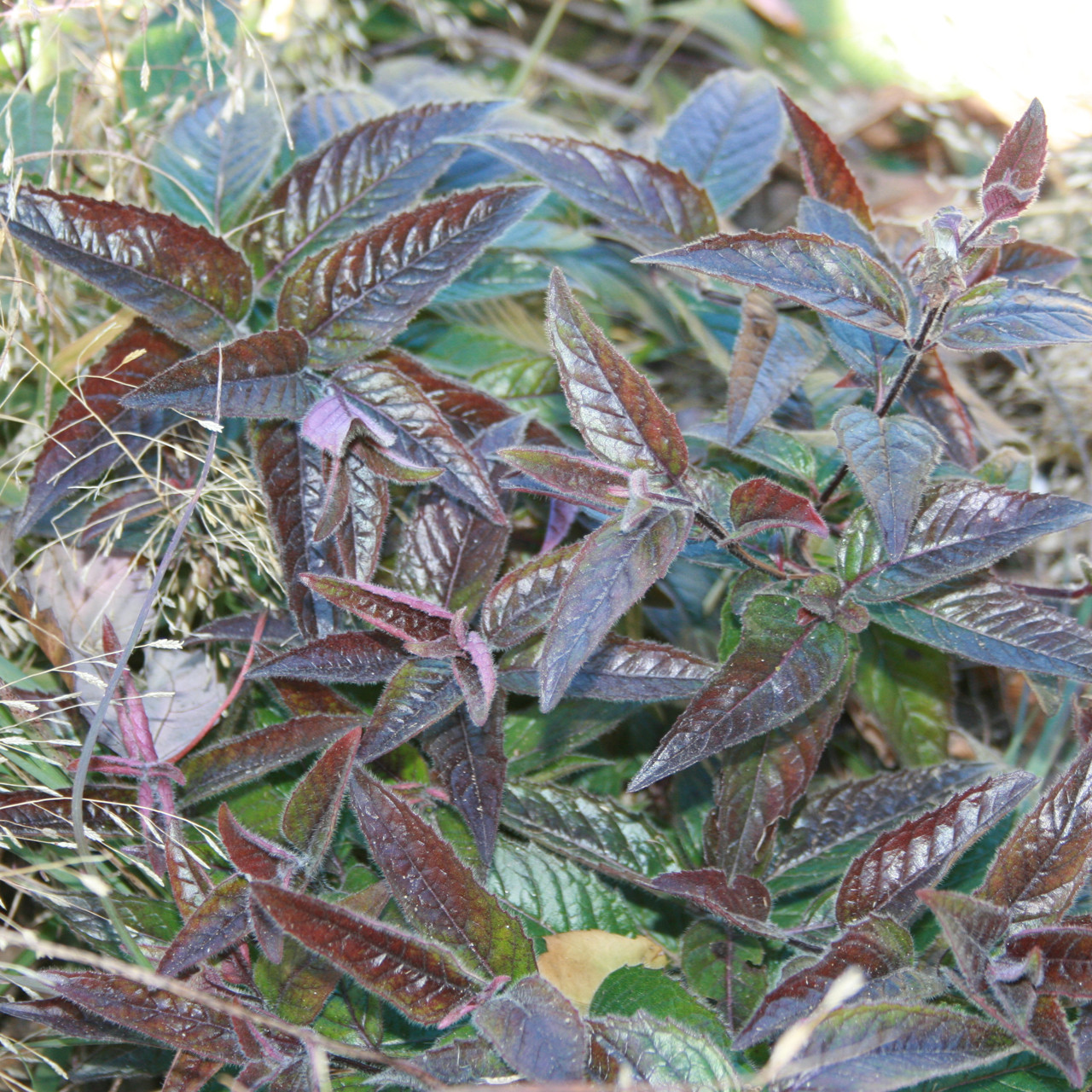 Monarda bradburiana/Eastern Bee Balm/ThePollenNation