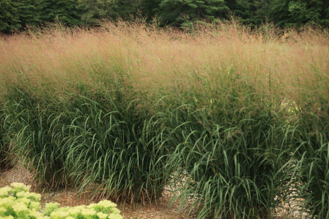 Panicum virgatum Dream Catcher®​ Misty Blue®​ (`Noneulbyt