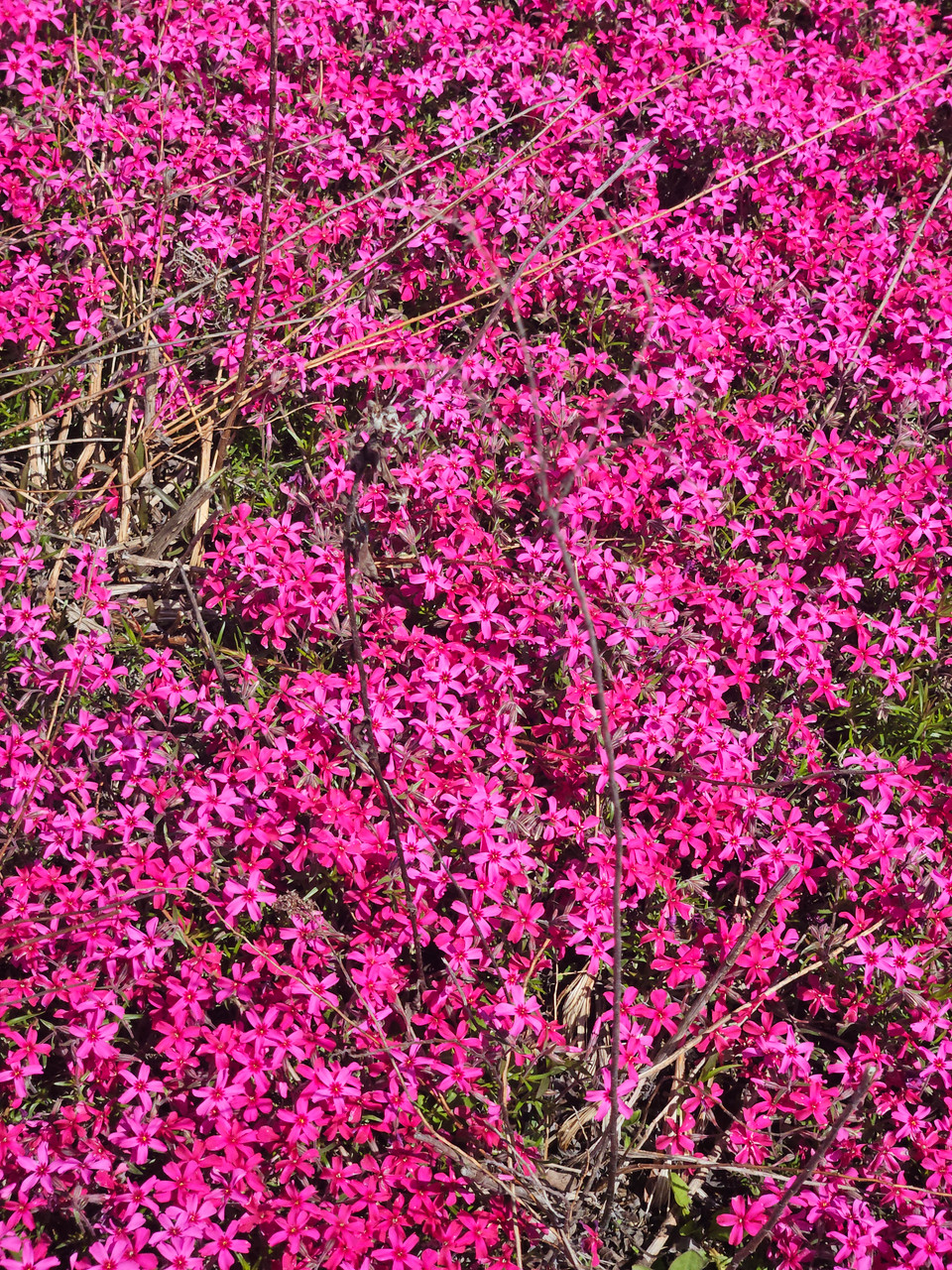 Phlox subulata 'Redwings'-Moss phlox