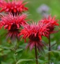 Monarda bradburiana/Eastern Bee Balm/ThePollenNation