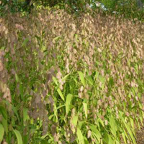 Chasmanthium latifolium - Northern Sea Oats