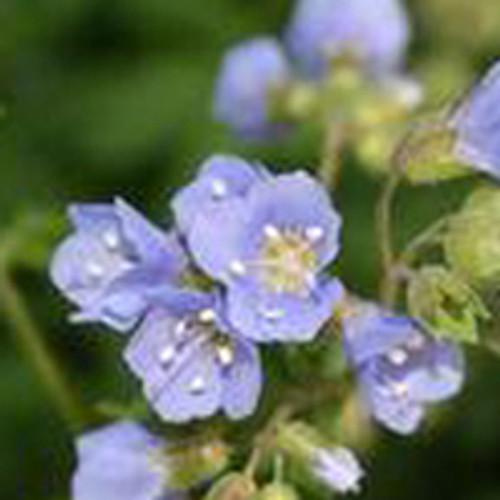 Polemonium reptans - Jacob's Ladder