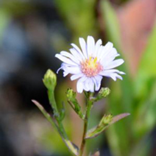 Aster laevis (Symphyotrichum laeve) - Smooth Aster