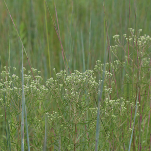 Eupatorium hyssopifolium - Hyssop Leaved Boneset