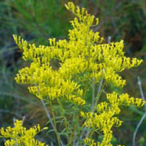 Solidago odora - Sweet Goldenrod