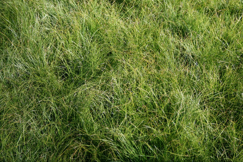 Carex appalachica - Appalachian sedge