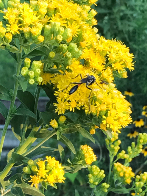 Solidago rigida- Stiff Goldenrod