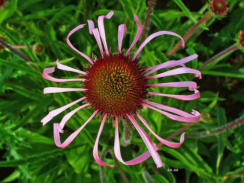 Echinacea pallida - Pale Purple Coneflower