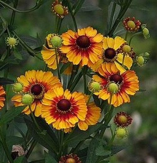 Helenium autumnale 'Helena Red Shades' - Red Sneezeweed