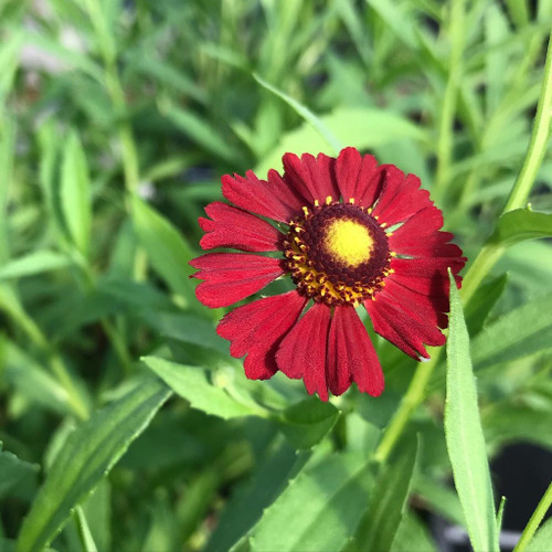 Helenium autumnale 'Helena Red Shades' - Red Sneezeweed