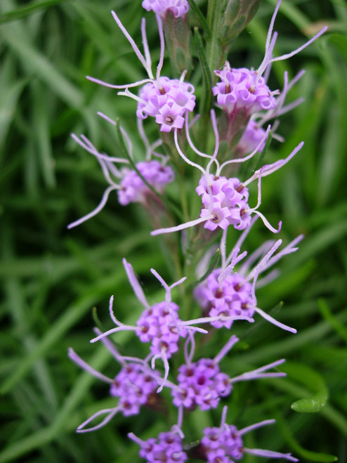 Liatris microcephala - dwarf gayfeather