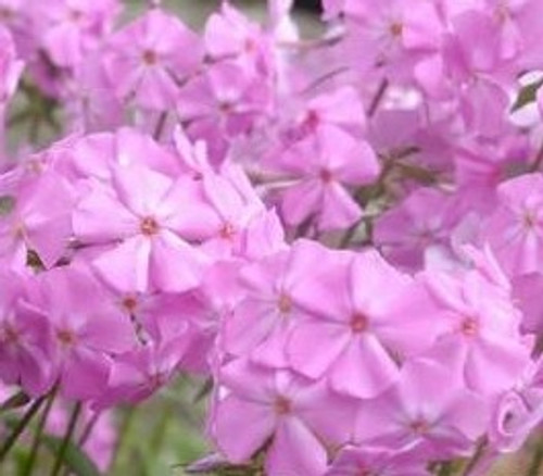 Phlox glaberrima 'Morris Berd' - Marsh Phlox