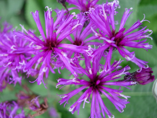 Vernonia noveboracensis - New York ironweed