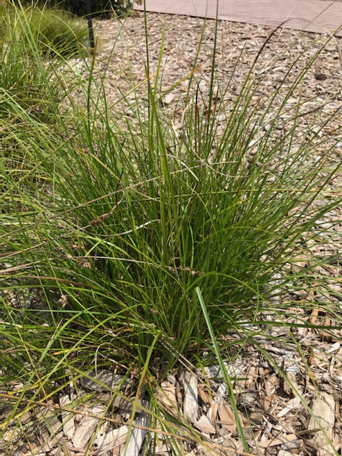 Carex leavenworthii - Lawn sedge
