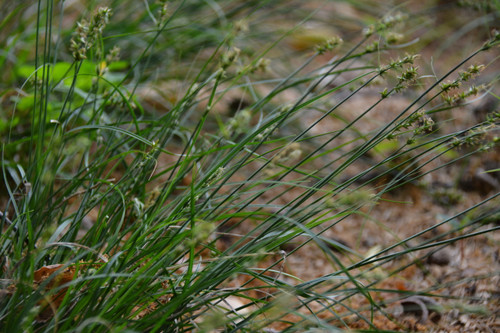 Carex texensis - Texas sedge 