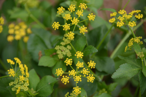 Zizia aptera - Heartleaf Alexanders