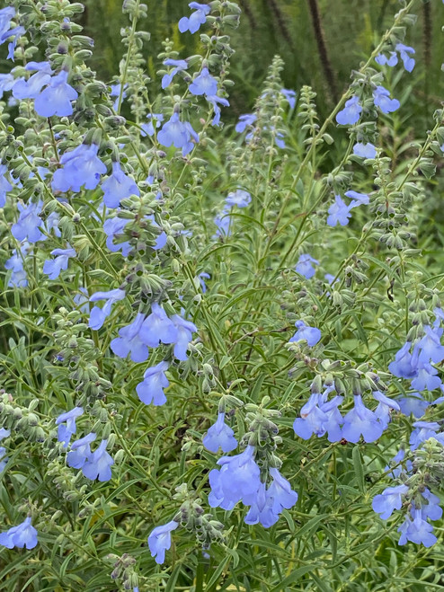 Salvia azurea - Blue Sage