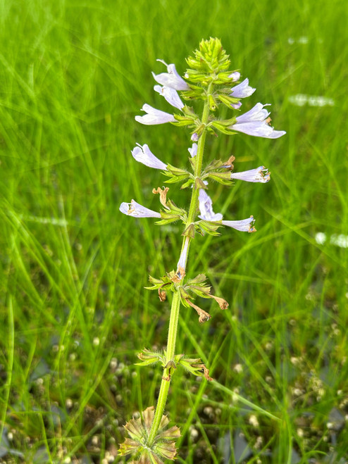 Salvia lyrata - Lyreleaf Sage