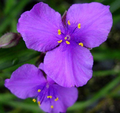 Tradescantia virginiana- Spider Lily