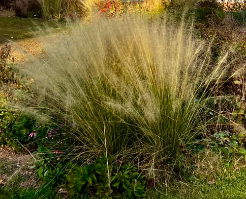 Muhlenbergia capillaris 'White Cloud' - Pink Hair Grass Muhlenbergia capillaris 'White Cloud' - Pink Hair Grass
