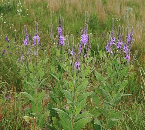 Verbena stricta-Hoary verbena