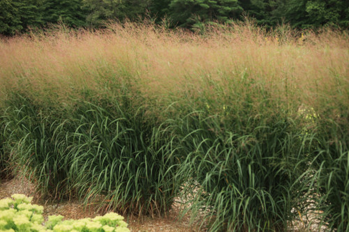 Panicum virgatum Dream Catcher®​ Misty Blue®​ (`Noneulbyt’)​-Switchgrass