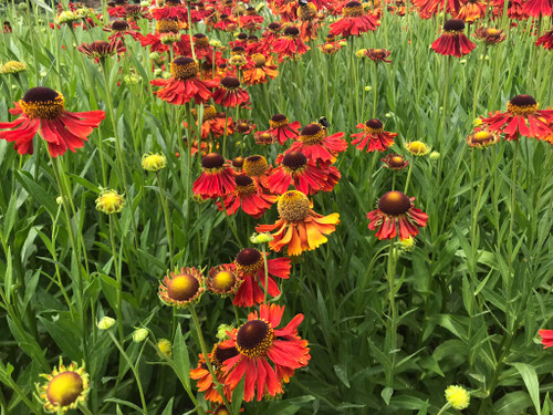 Helenium autumnale 'Moerheim Beauty'