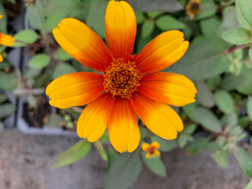 Heliopsis 'Burning Hearts'