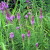 Liatris spicata - Blazing Star