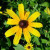 Rudbeckia hirta - Sweet Black Eyed Susan