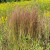 Schizachyrium scoparium - Little Bluestem