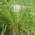 Sporobolus heterolepis - Prairie Dropseed