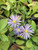 Aster laevis - Smooth Aster