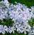 Phlox divaricata 'May Breeze' - Woodland Phlox
