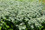 Pycnanthemum muticum - Short-toothed Mountain Mint