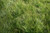 Carex appalachica - Appalachian sedge