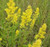 Solidago speciosa- Showy goldenrod