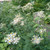 Aster macrophyllus 'Twilight' - Big Leaf Aster