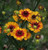 Helenium autumnale 'Helena Red Shades' - Red Sneezeweed