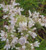 Pycnanthemum tenuifolium - Slender mountainmint