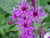 Vernonia noveboracensis - New York ironweed