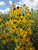 Rudbeckia laciniata - Cutleaf Coneflower