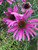 Echinacea tennesseensis Rocky Top - Tennessee Coneflower