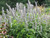 Agastache 'Blue Fortune' -Blue Fortune Anise Hyssop 